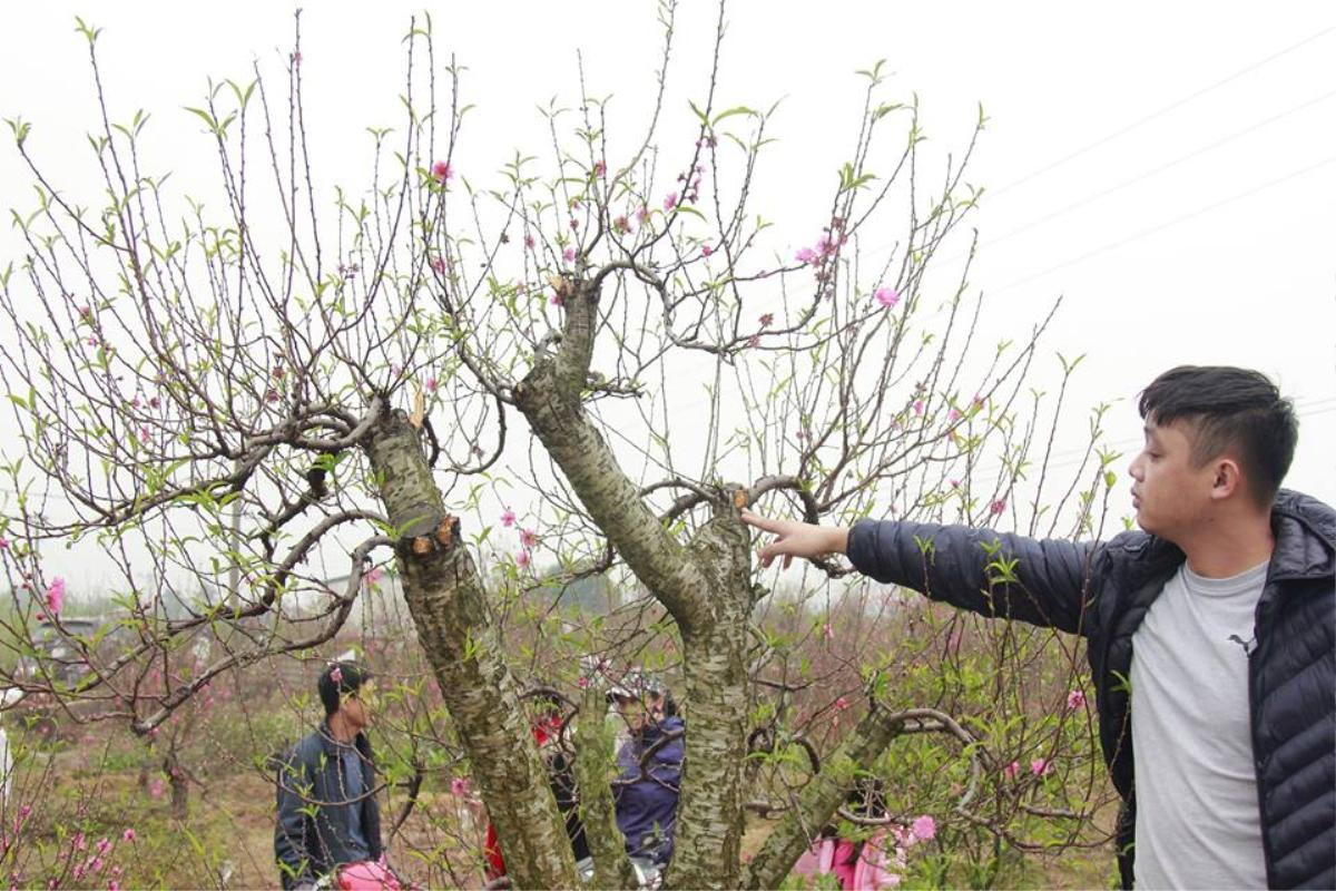 11 gia đình uất nghẹn vì bị chặt phá hàng trăm gốc đào bán Tết trong khi mải xem đội tuyển Việt Nam đá bóng Ảnh 4