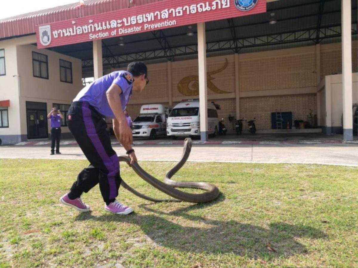 Kinh hoàng cảnh bắt rắn hổ mang chúa dài 5 m bằng tay không Ảnh 1