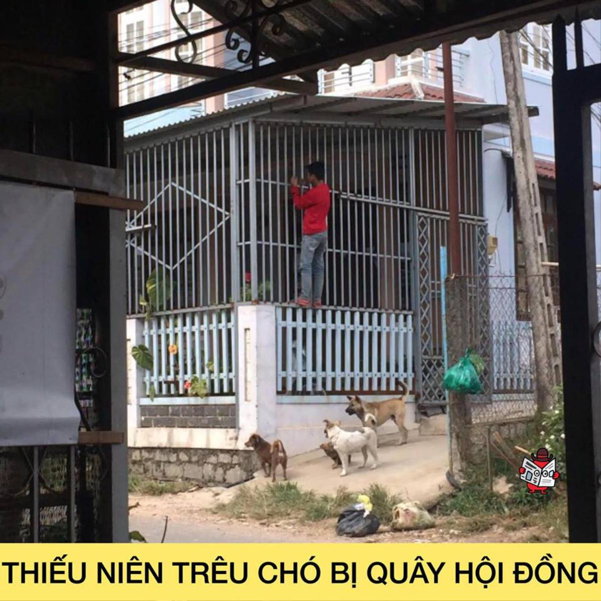 Trò chơi nguy hiểm nhất của trẻ em Việt Nam: Nghịch dại trêu chó và cái kết không thể đắng hơn Ảnh 1