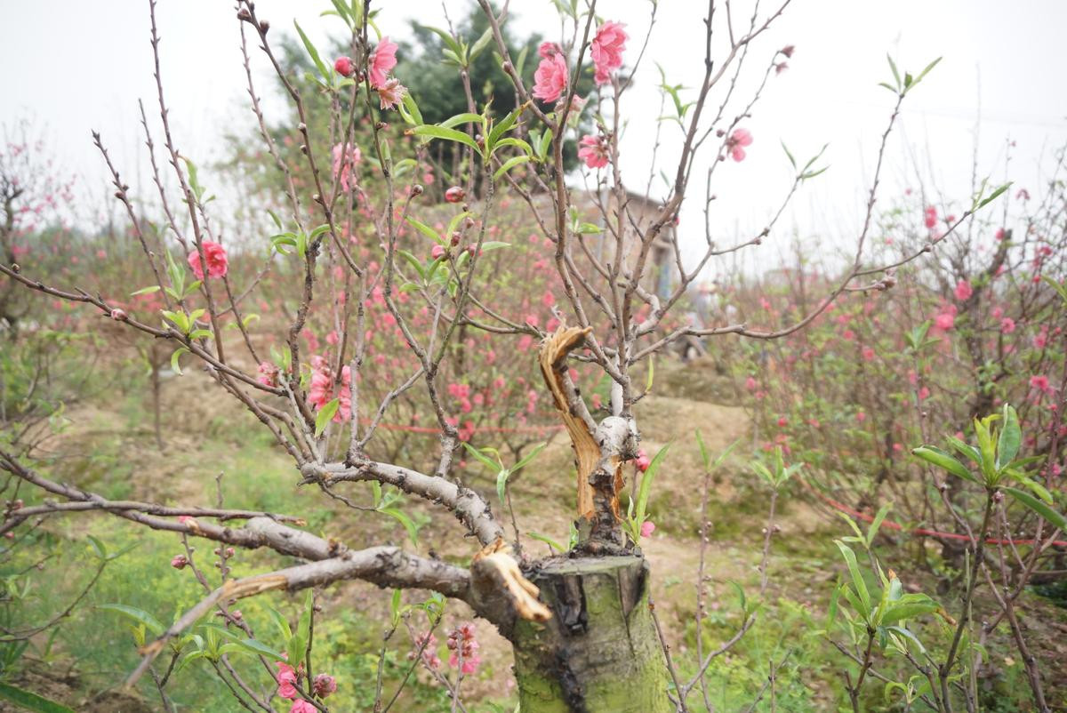 Vụ chủ vườn nghi tự tử vì bị chặt hàng trăm gốc đào: 'Ít ngày nữa là Tết rồi mà còn xảy ra cơ sự, chúng tôi ai cũng mất ăn mất ngủ' Ảnh 5