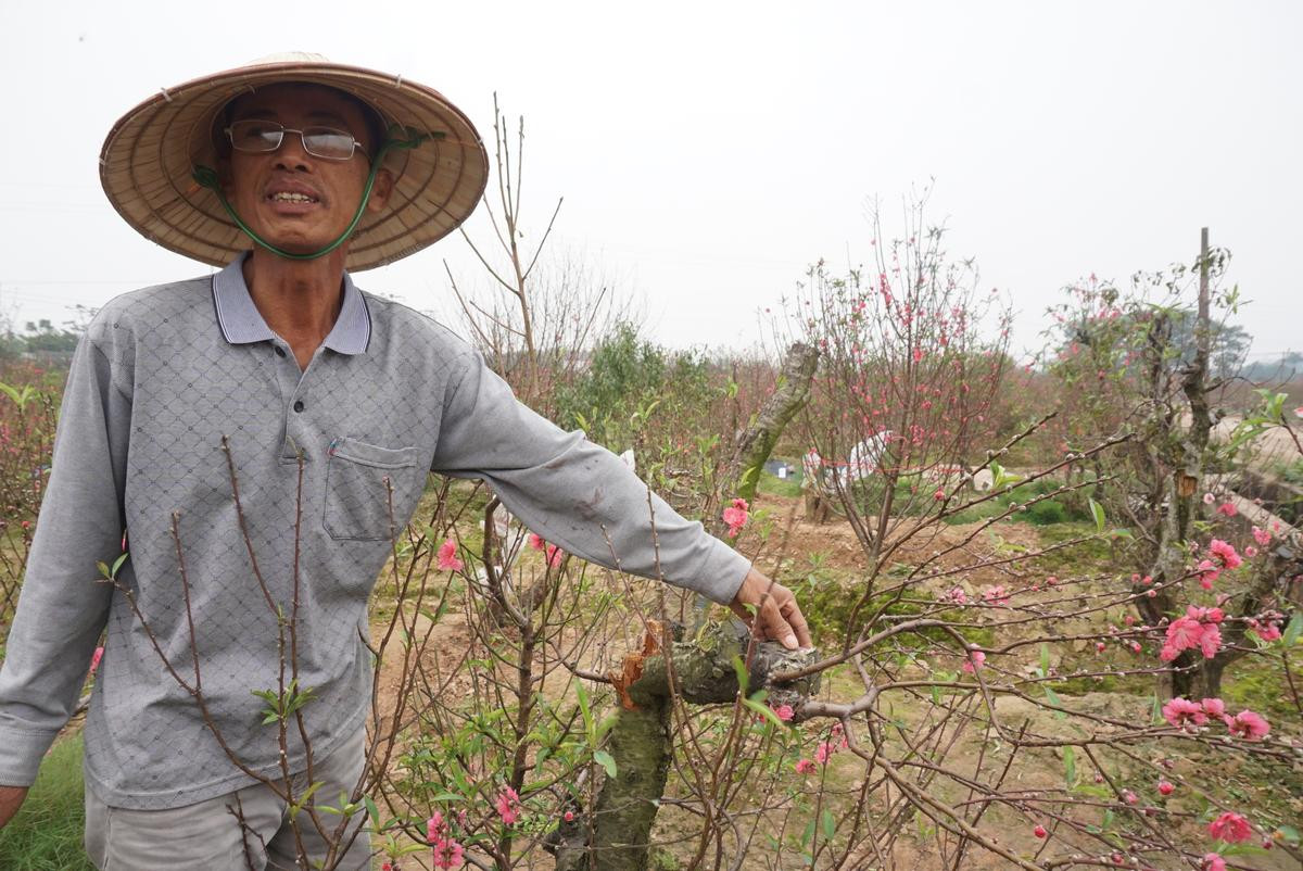 Vụ chủ vườn nghi tự tử vì bị chặt hàng trăm gốc đào: 'Ít ngày nữa là Tết rồi mà còn xảy ra cơ sự, chúng tôi ai cũng mất ăn mất ngủ' Ảnh 3