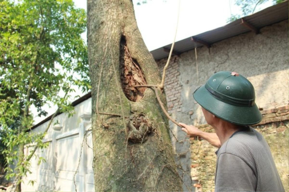 Ngày mai chặt hạ cây sưa từng được đại gia trả giá 100 tỷ ở Hà Nội Ảnh 5