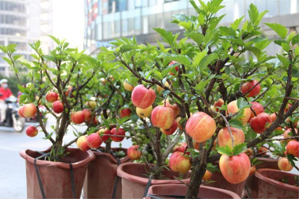 Đến các nhà khoa học trên thế giới cũng chào thua với sáng tạo của dân buôn: Táo bonsai trĩu quả ‘mọc’ trên cây dâm bụt Ảnh 6