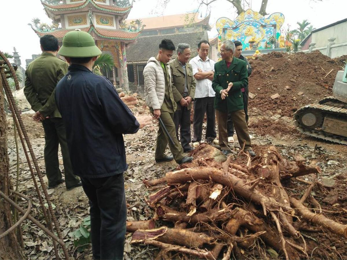 Vụ chặt cây sưa trăm tỷ ở Hà Nội: Khúc rễ tách đôi dân làng mất ngay chục tấn thóc Ảnh 2