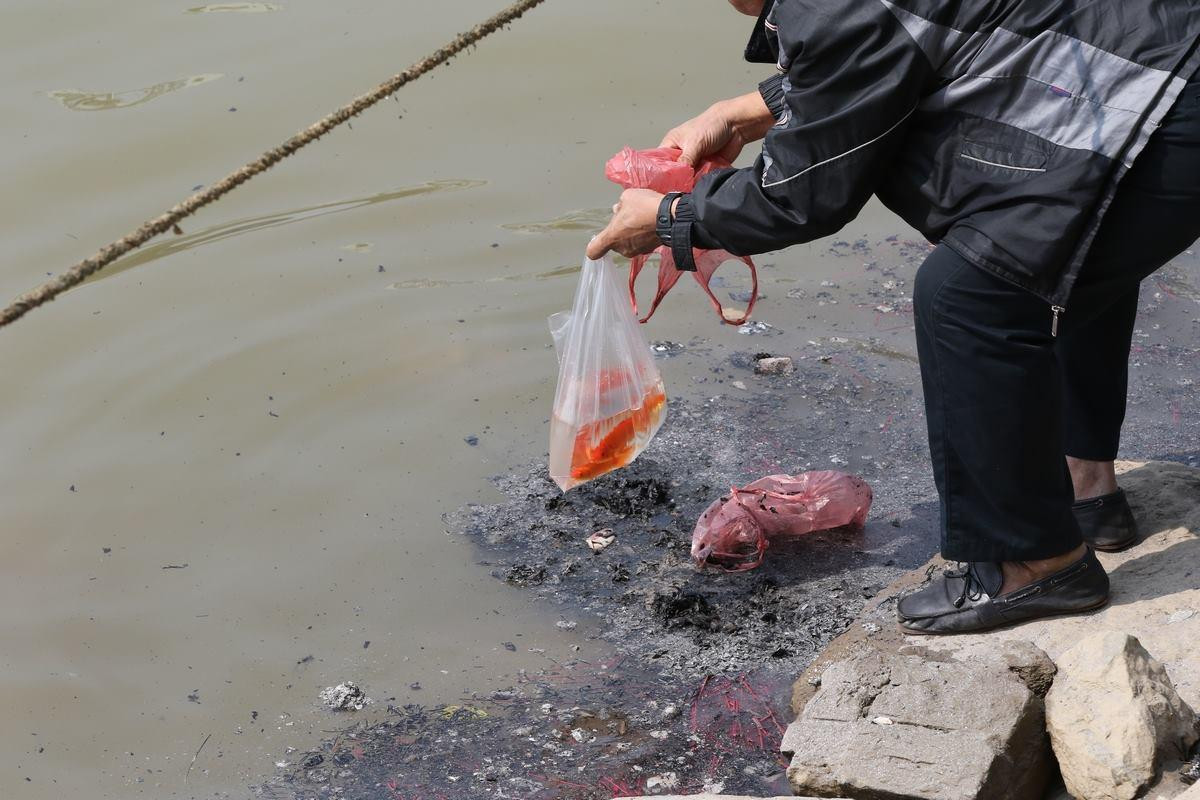 Chưa kịp về chầu trời ngày ông Công ông Táo, nhiều cá chép lăn ra chết vì người dân thả quá nhiều bụi tro xuống hồ Ảnh 10