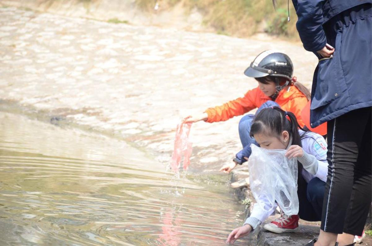 Chưa kịp về chầu trời ngày ông Công ông Táo, nhiều cá chép lăn ra chết vì người dân thả quá nhiều bụi tro xuống hồ Ảnh 1