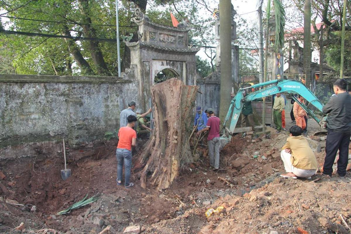 Tránh bị máy múc làm nứt toác gốc cây sưa trăm tỷ ở Hà Nội, dân làng canh tại trận yêu cầu thợ đào tỉ mỉ Ảnh 1