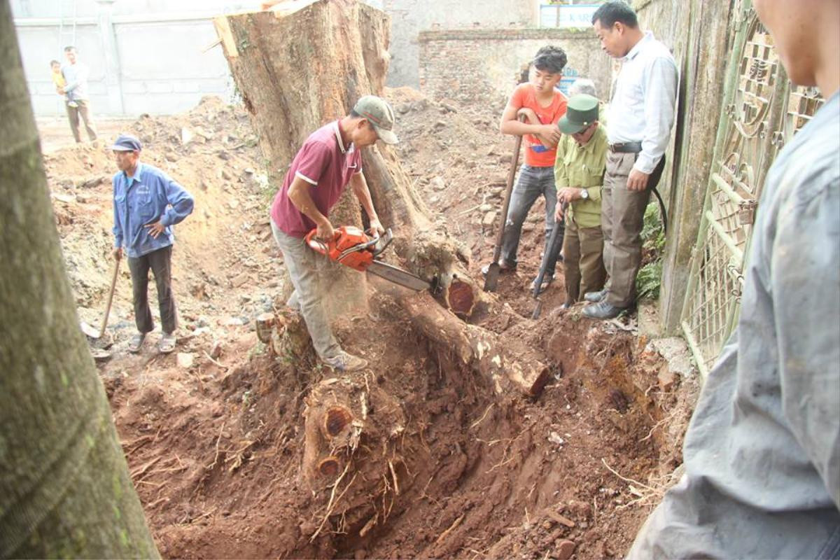 Tránh bị máy múc làm nứt toác gốc cây sưa trăm tỷ ở Hà Nội, dân làng canh tại trận yêu cầu thợ đào tỉ mỉ Ảnh 4