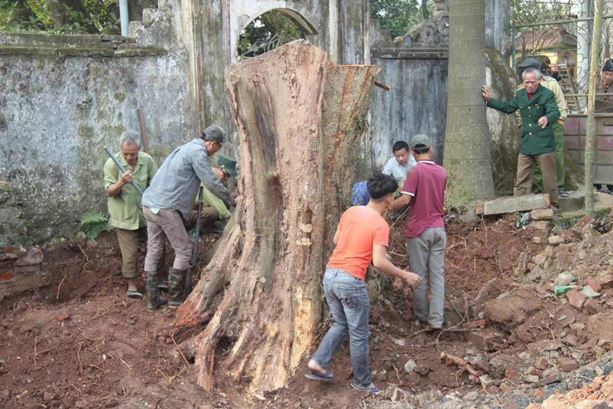 Tránh bị máy múc làm nứt toác gốc cây sưa trăm tỷ ở Hà Nội, dân làng canh tại trận yêu cầu thợ đào tỉ mỉ Ảnh 2