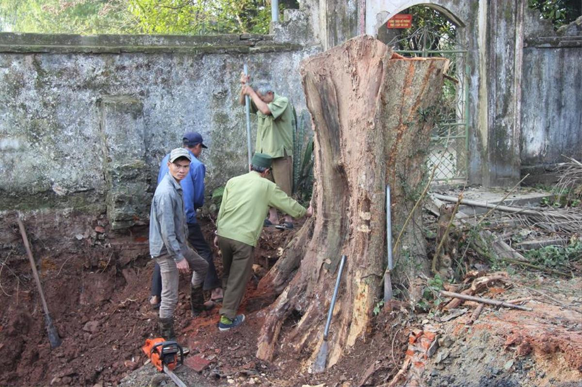 Tránh bị máy múc làm nứt toác gốc cây sưa trăm tỷ ở Hà Nội, dân làng canh tại trận yêu cầu thợ đào tỉ mỉ Ảnh 3