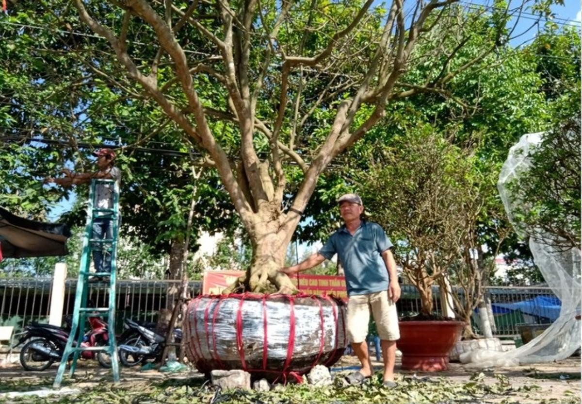 Những 'lão' mai trăm tuổi được rao bán hàng tỷ đồng tại các hội chợ hoa Tết Ảnh 2