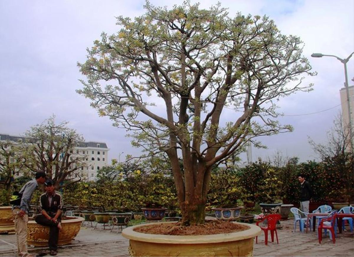 Những 'lão' mai trăm tuổi được rao bán hàng tỷ đồng tại các hội chợ hoa Tết Ảnh 1