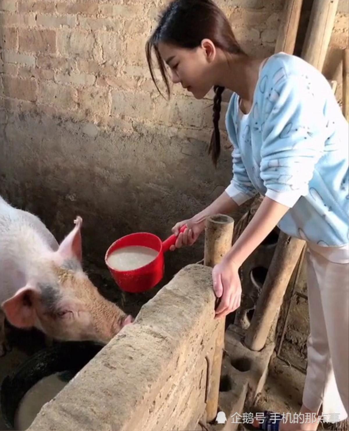 Về quê cho lợn ăn để tỏ ra là 'gái đảm', cô nàng bị dân mạng chỉ trích 'diễn sâu và làm màu' Ảnh 2