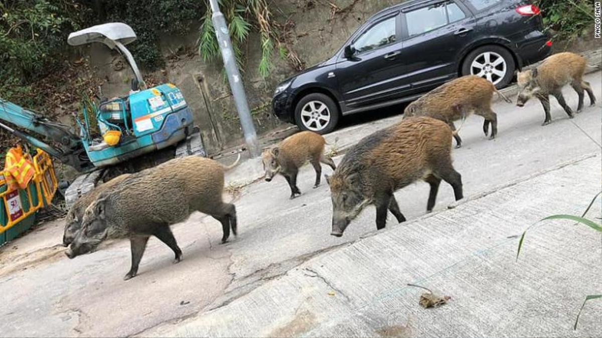 Sống chung với lợn rừng ở Hong Kong Ảnh 2