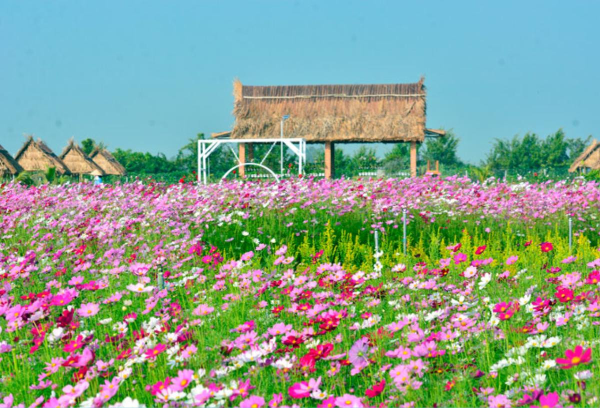 Người dân Kiên Giang 'sống ảo' cháy máy ở vườn hoa sao nhái cực đẹp Ảnh 1