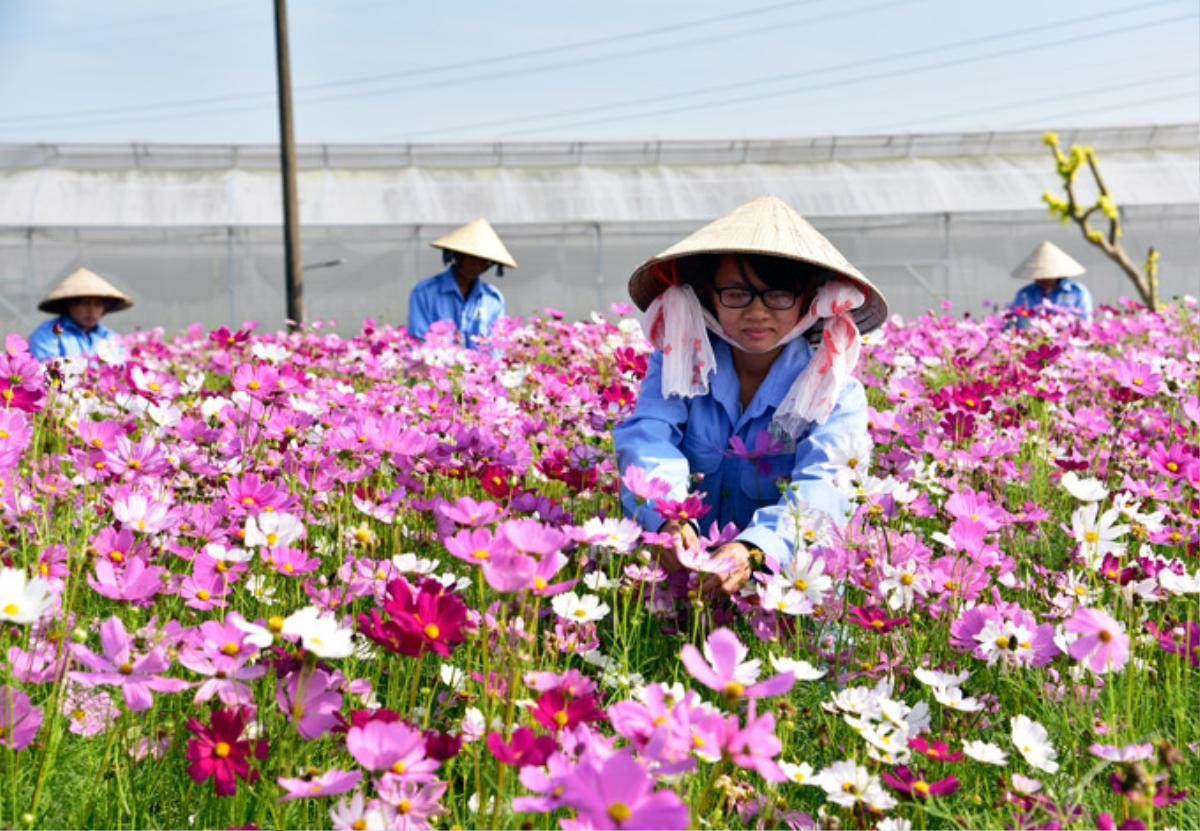 Người dân Kiên Giang 'sống ảo' cháy máy ở vườn hoa sao nhái cực đẹp Ảnh 4