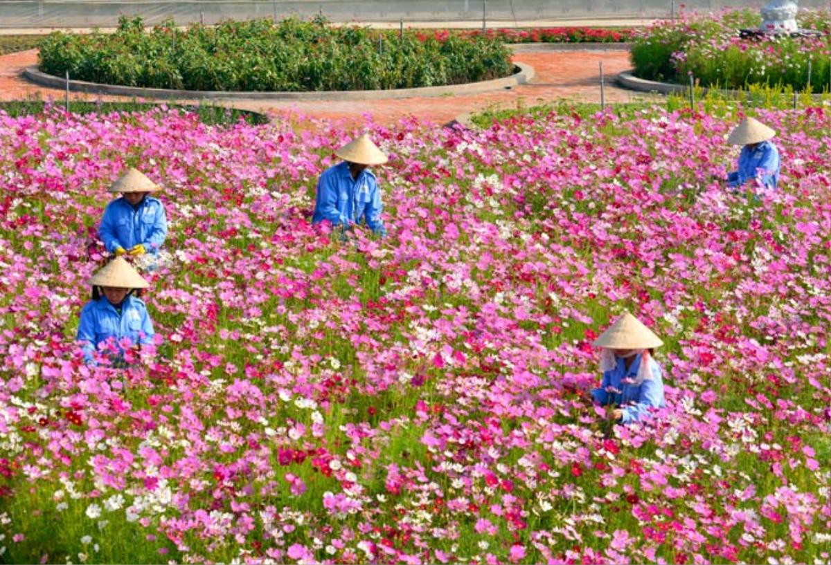 Người dân Kiên Giang 'sống ảo' cháy máy ở vườn hoa sao nhái cực đẹp Ảnh 2