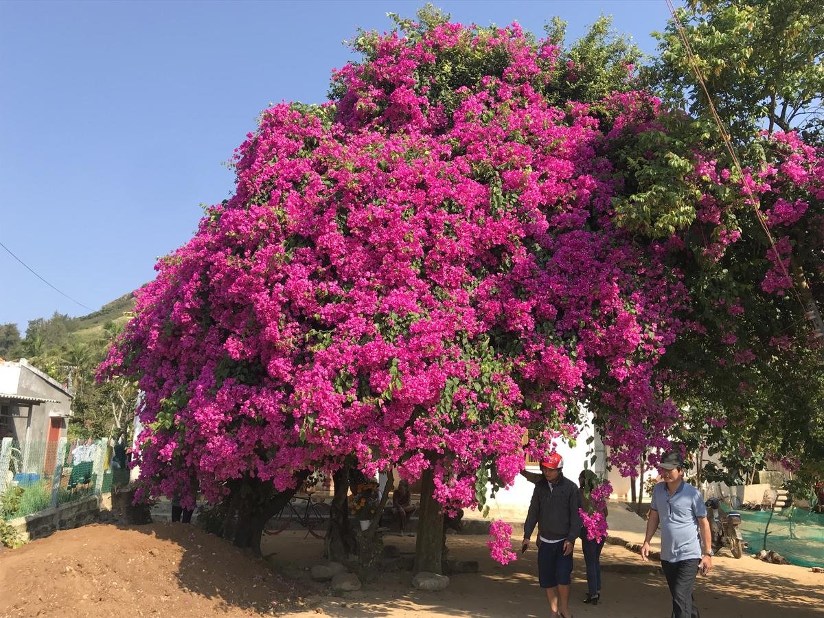 Cây hoa giấy 'khủng' đỏ rực giữa đảo Lý Sơn, du khách ngất ngây Ảnh 3