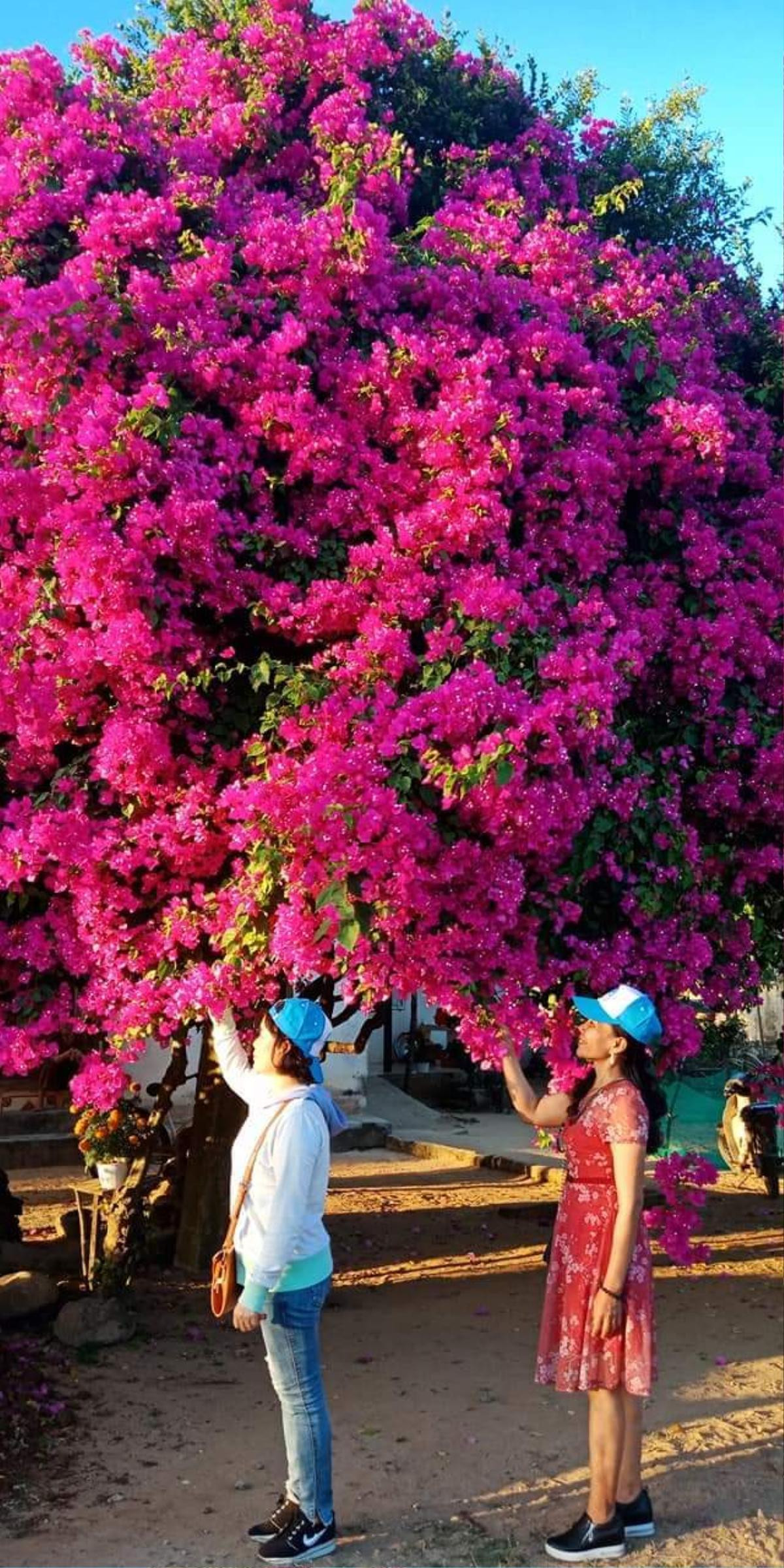 Cây hoa giấy 'khủng' đỏ rực giữa đảo Lý Sơn, du khách ngất ngây Ảnh 5