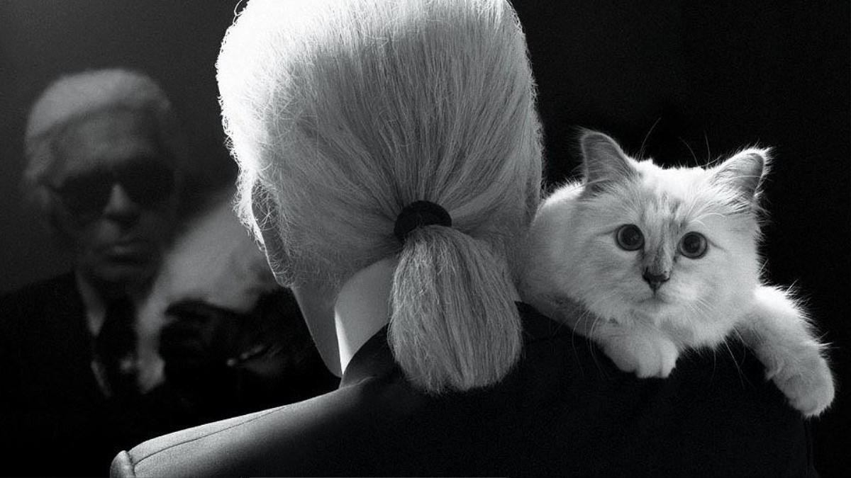 Karl Lagerfeld qua đời, chú mèo Choupette có thể thừa kế 200 triệu USD từ người chủ quá cố Ảnh 3