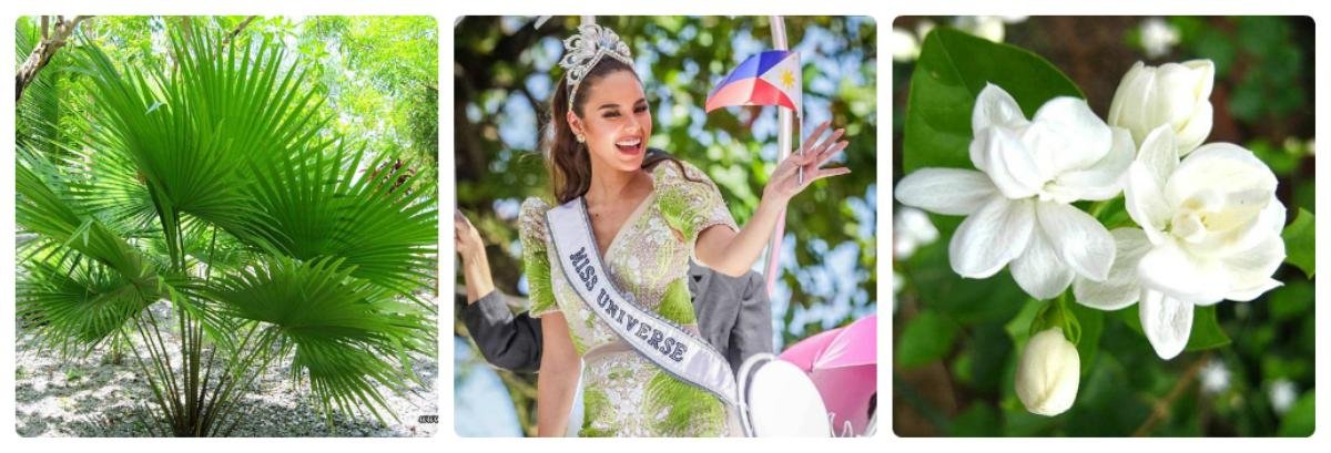 Bí ẩn đằng sau 'chiếc váy hoa' được cho là 'dìm hàng' của Miss Universe - Catriona Gray được giải mã Ảnh 3