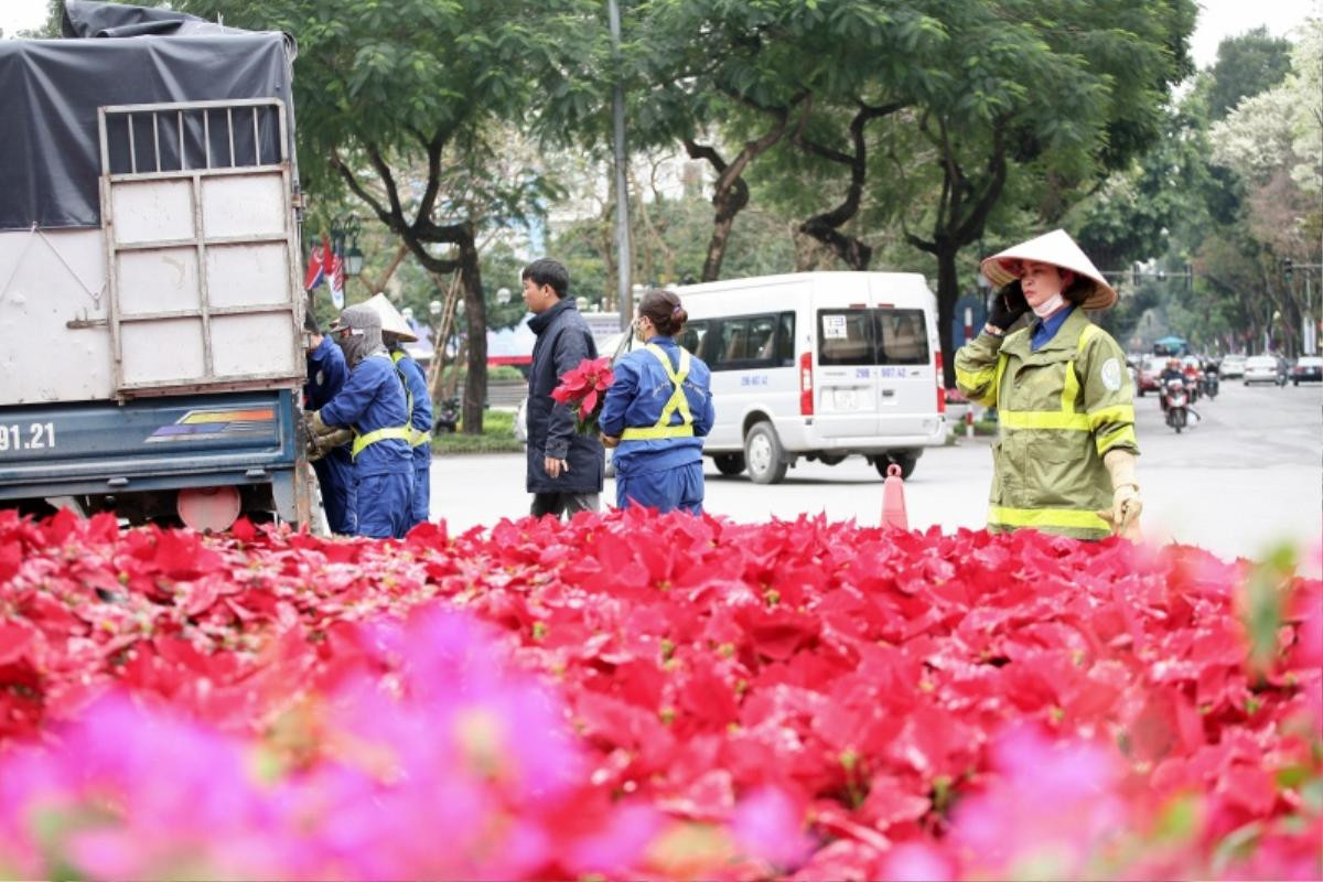 Phố phường Hà Nội rực rỡ sắc hoa trước thềm hội nghị thượng đỉnh Mỹ - Triều Ảnh 6