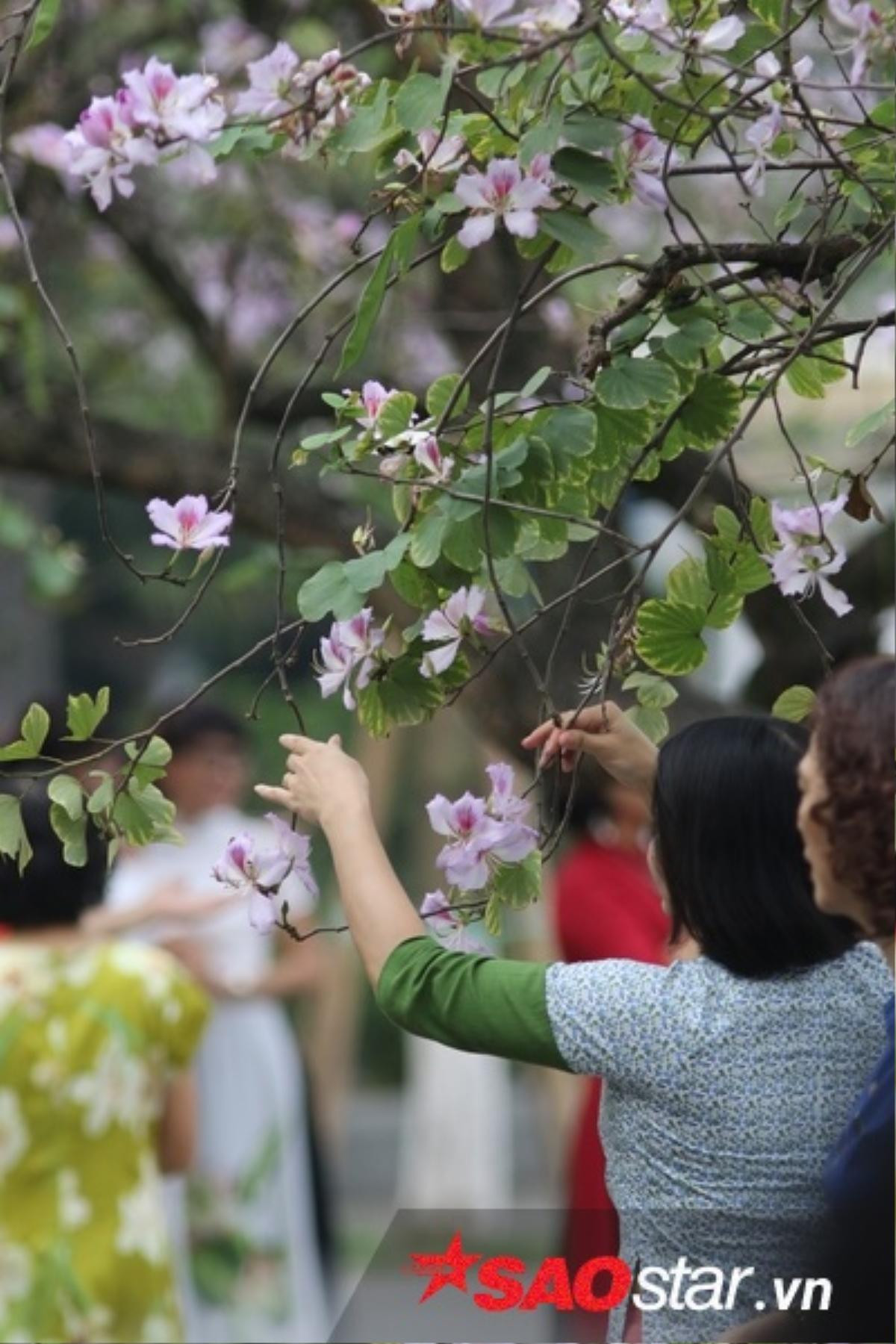 Chùm ảnh: Hoa ban dịu dàng khoe sắc tím dưới trời Hà Nội Ảnh 11