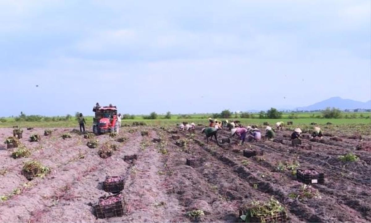 Sinh viên ĐH Công nghiệp Thực phẩm TP.HCM kêu gọi 'giải cứu' khoai lang Nhật giúp bà con nông dân Gia Lai Ảnh 1