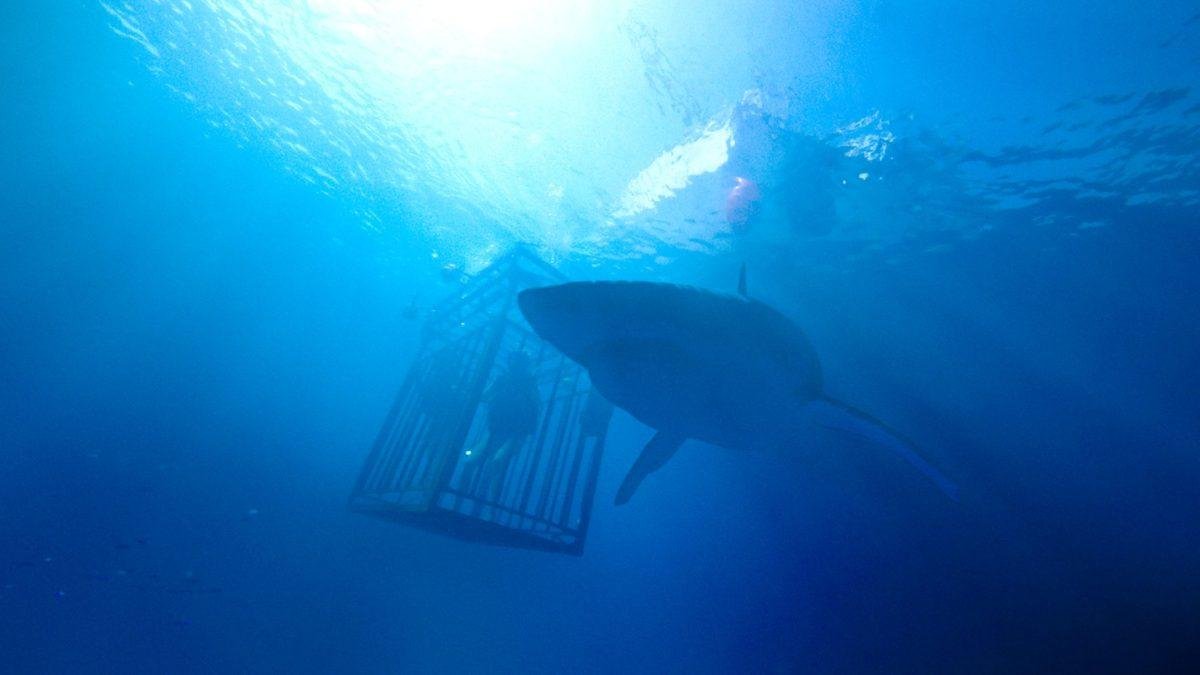 Phần tiếp theo của '47 Meters Down' bị lùi lịch chiếu lại 2 tháng Ảnh 4