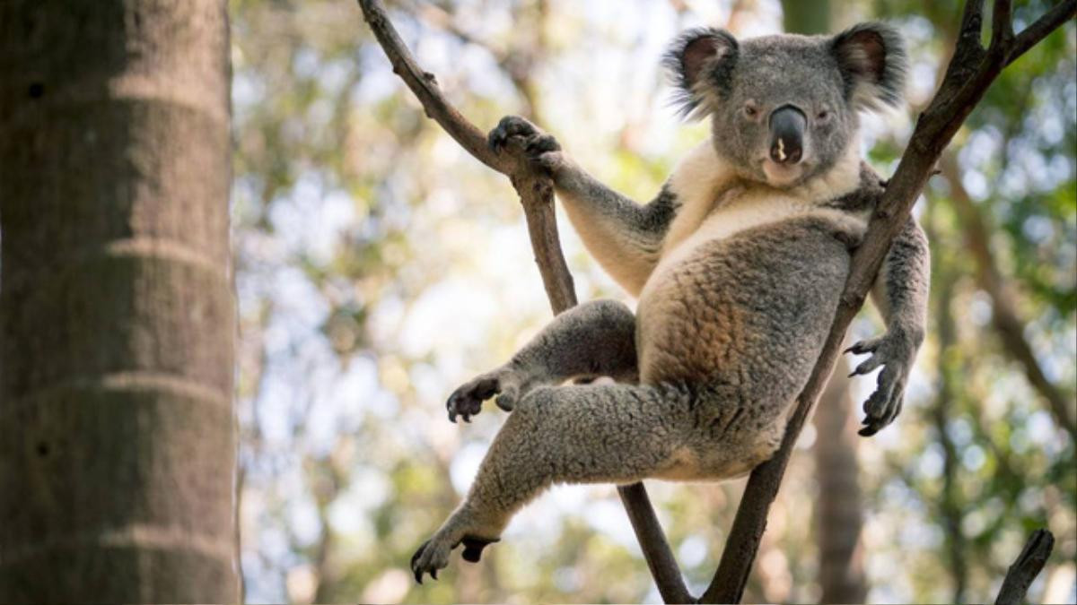 Gấu koala gây 'bão' mạng xã hội nhờ dáng ngồi gợi cảm Ảnh 1