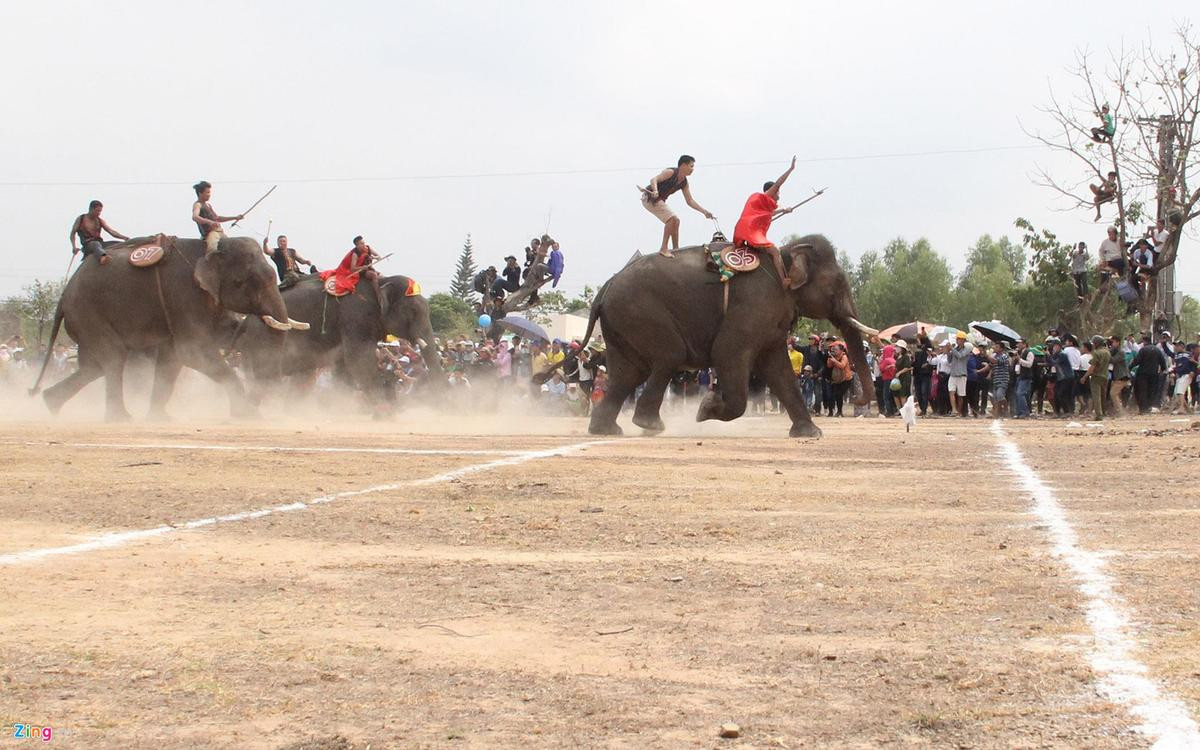 Khán giả trèo lên cây xem voi đá bóng giữa trưa Ảnh 5