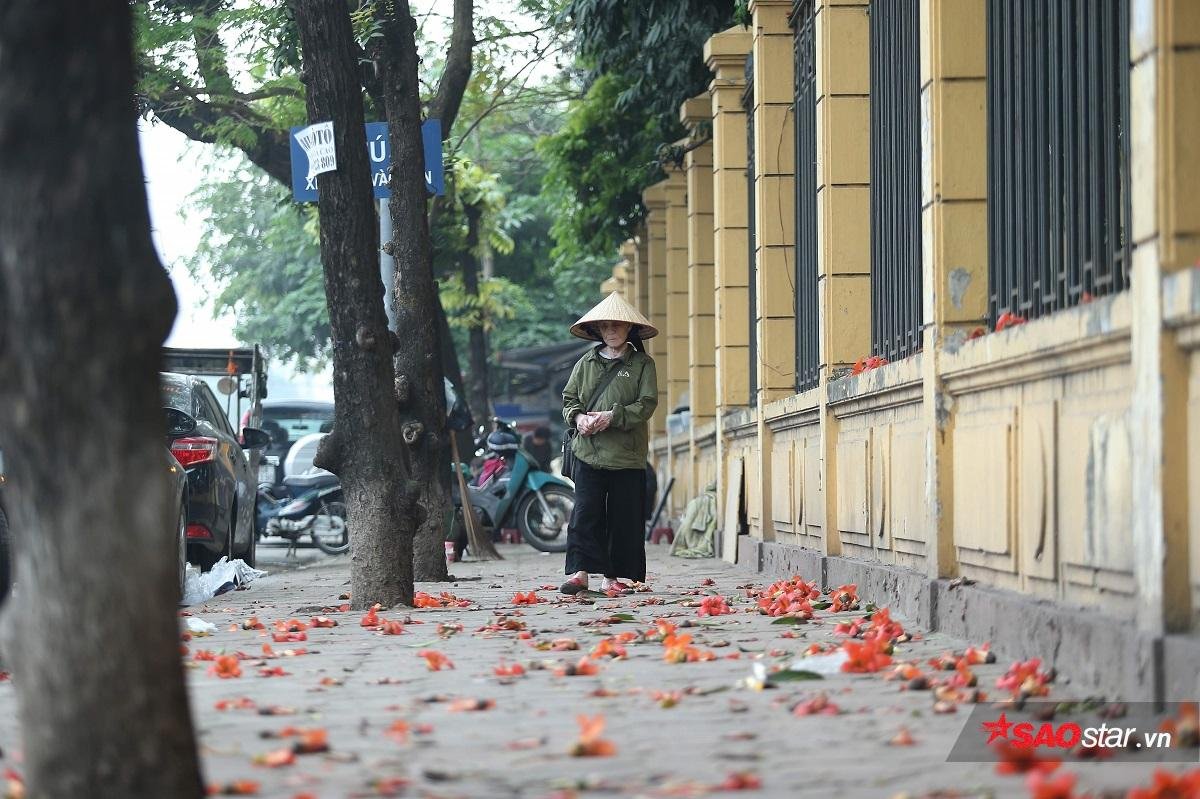 Chùm ảnh: Tháng 3 về, hoa gạo nở bung đỏ rực góc phố Hà Nội Ảnh 10