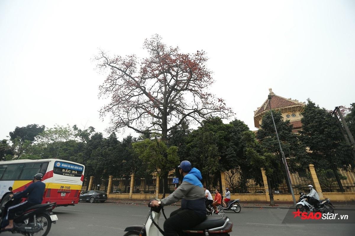 Chùm ảnh: Tháng 3 về, hoa gạo nở bung đỏ rực góc phố Hà Nội Ảnh 19