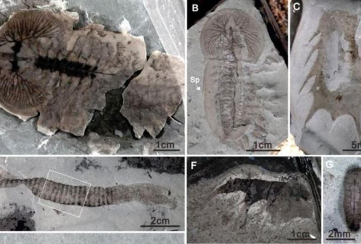 Trung Quốc: Phát hiện hàng chục ngàn hóa thạch 500 triệu năm tuổi Ảnh 1