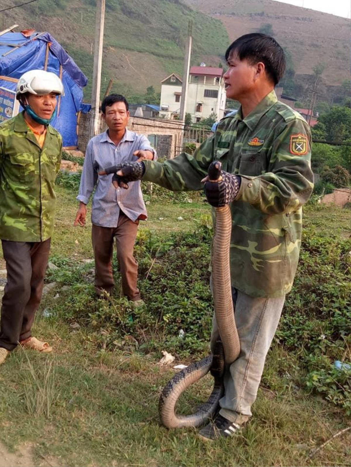 Người đàn ông tay không bắt rắn hổ mang 'khủng' dài hơn 2m Ảnh 1