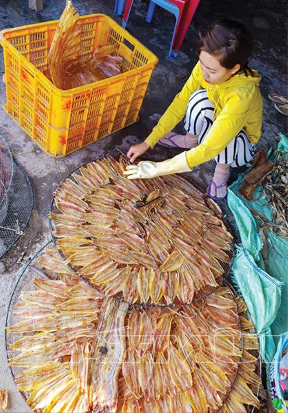 Mùa săn cá lẹp ở Cà Mau: Làm mỏi tay, phơi thơm nưng nức Ảnh 2