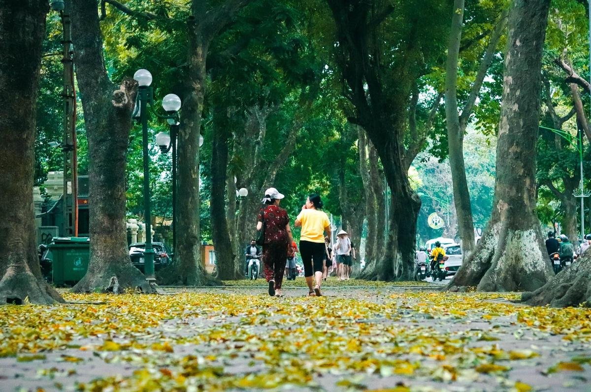 Đẹp ngỡ ngàng mùa sấu thay lá đổ vàng rực cả con đường lãng mạn nhất Hà Nội Ảnh 8