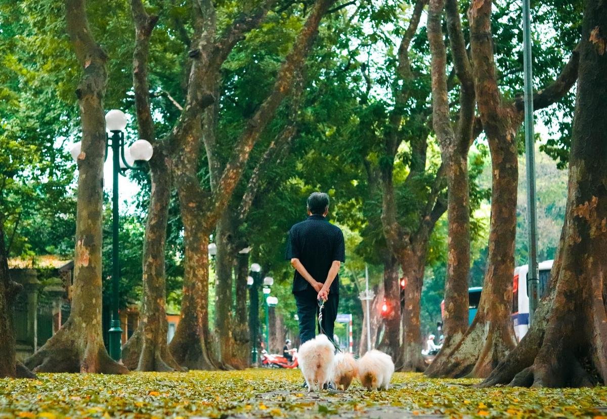 Đẹp ngỡ ngàng mùa sấu thay lá đổ vàng rực cả con đường lãng mạn nhất Hà Nội Ảnh 2