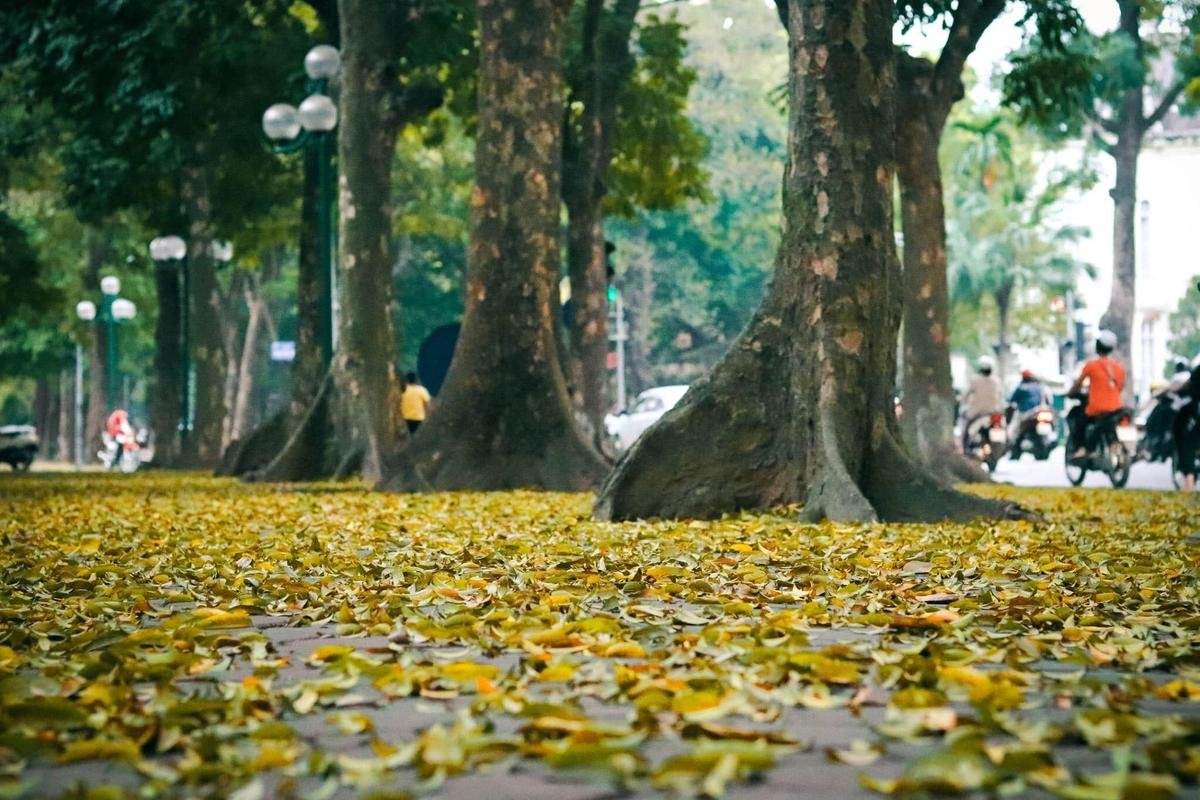 Đẹp ngỡ ngàng mùa sấu thay lá đổ vàng rực cả con đường lãng mạn nhất Hà Nội Ảnh 5