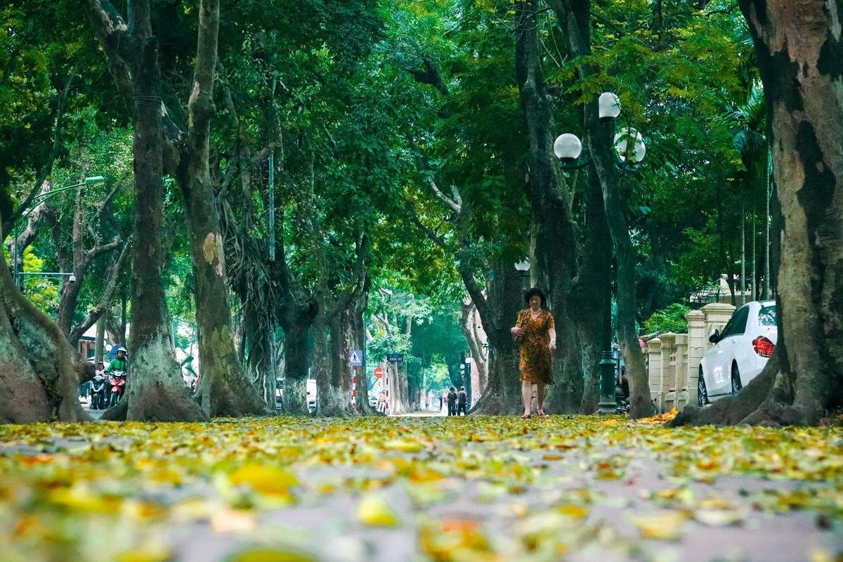 Đẹp ngỡ ngàng mùa sấu thay lá đổ vàng rực cả con đường lãng mạn nhất Hà Nội Ảnh 9