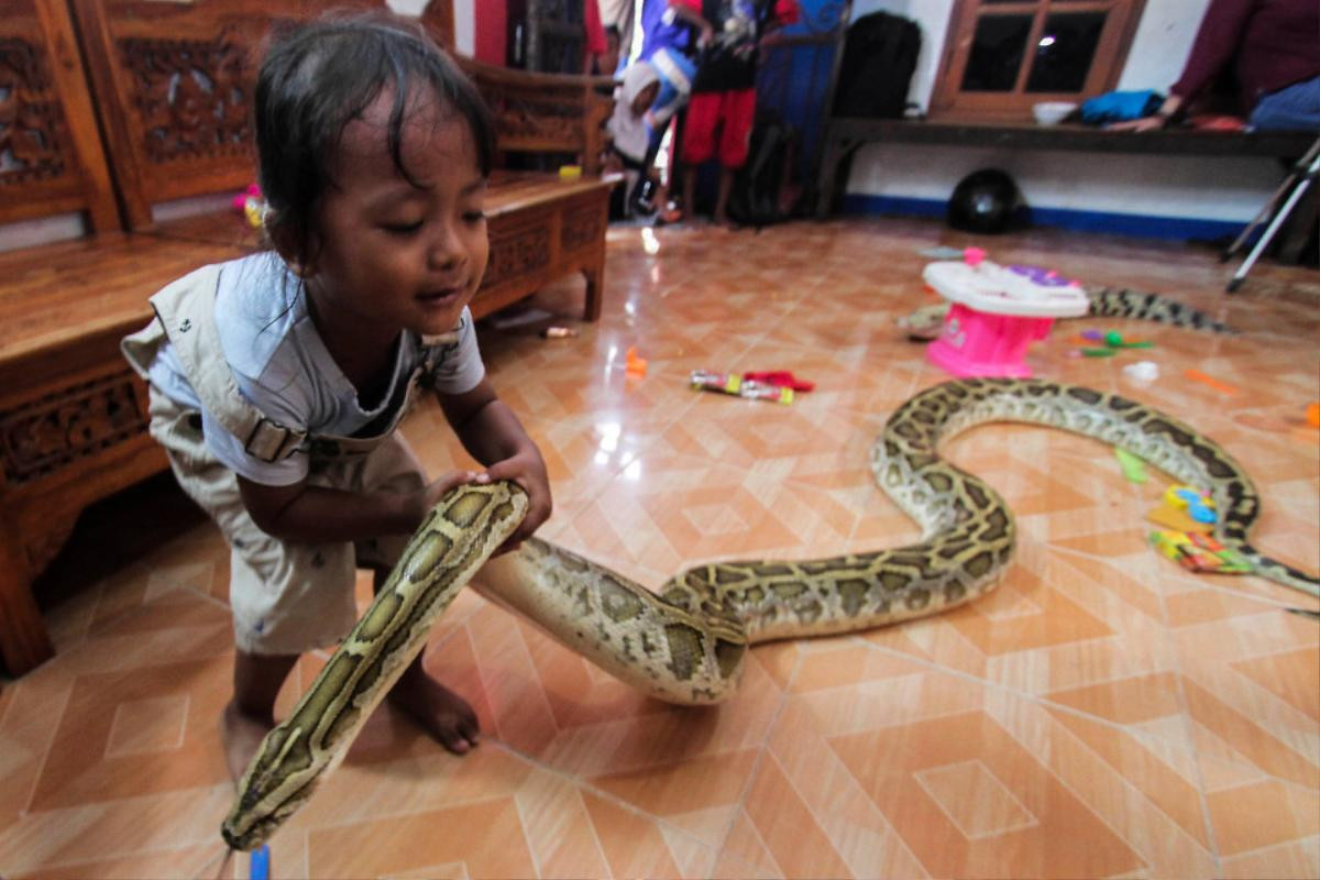 Bé gái 3 tuổi tắm, chơi và ngủ với cá sấu cưng mỗi ngày, còn có 'bạn' là trăn, bọ cạp Ảnh 4