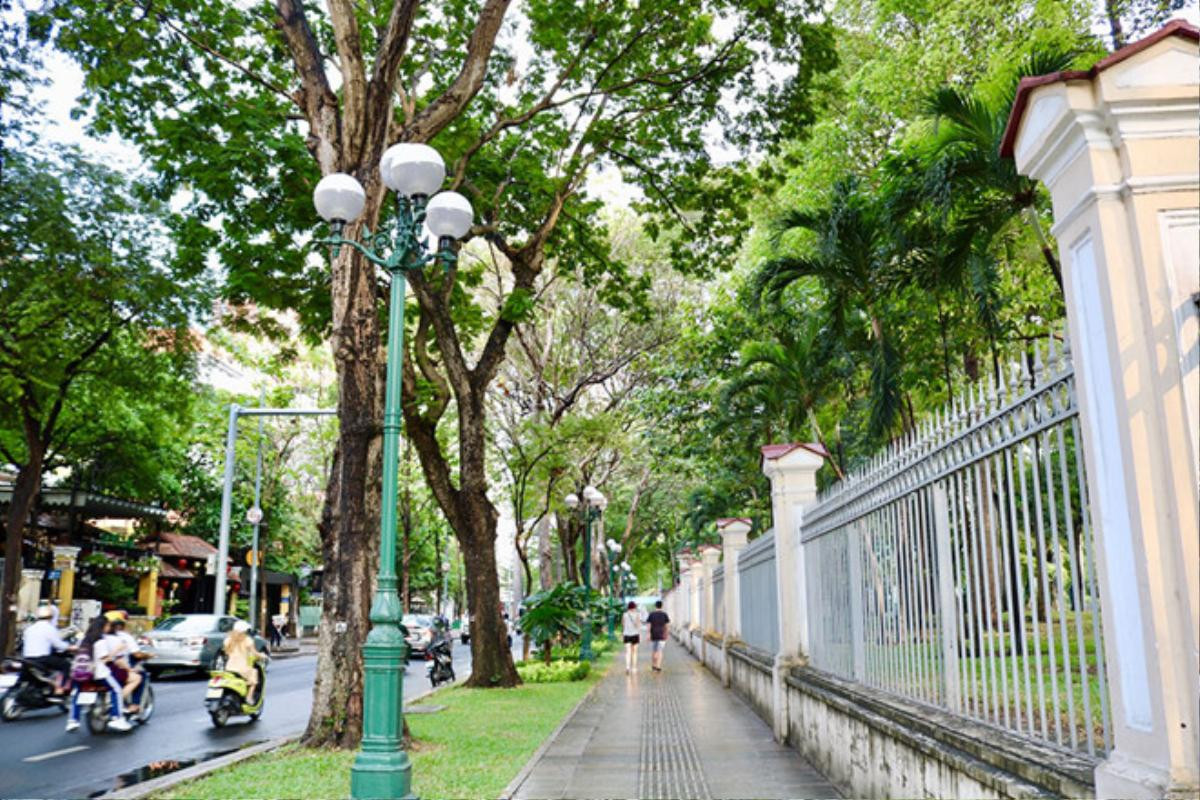 Sài Gòn nắng vỡ đầu: Những hàng cây cổ thụ 'dang tay làm máy điều hòa' Ảnh 1