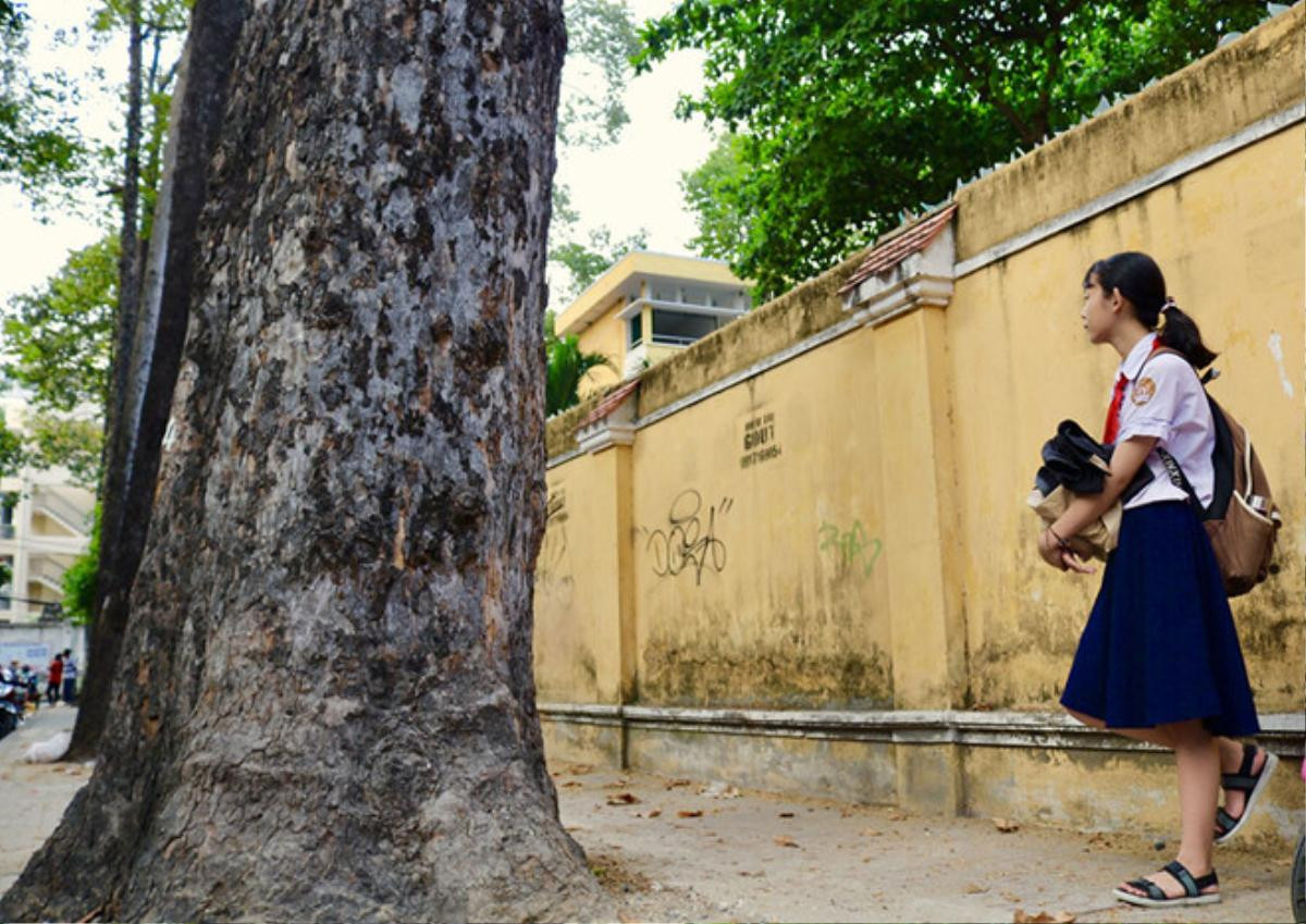 Sài Gòn nắng vỡ đầu: Những hàng cây cổ thụ 'dang tay làm máy điều hòa' Ảnh 4