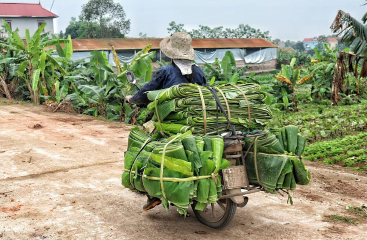 Lá chuối thay nilon, người dân kiếm bạc triệu từ nghề chặt lá chuối Ảnh 11