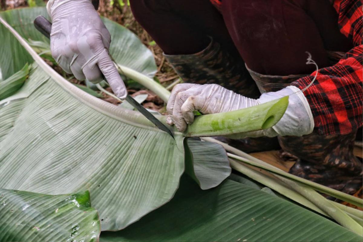 Lá chuối thay nilon, người dân kiếm bạc triệu từ nghề chặt lá chuối Ảnh 5