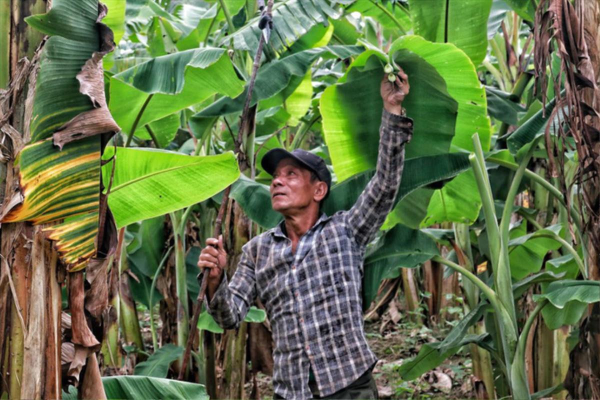 Lá chuối thay nilon, người dân kiếm bạc triệu từ nghề chặt lá chuối Ảnh 7