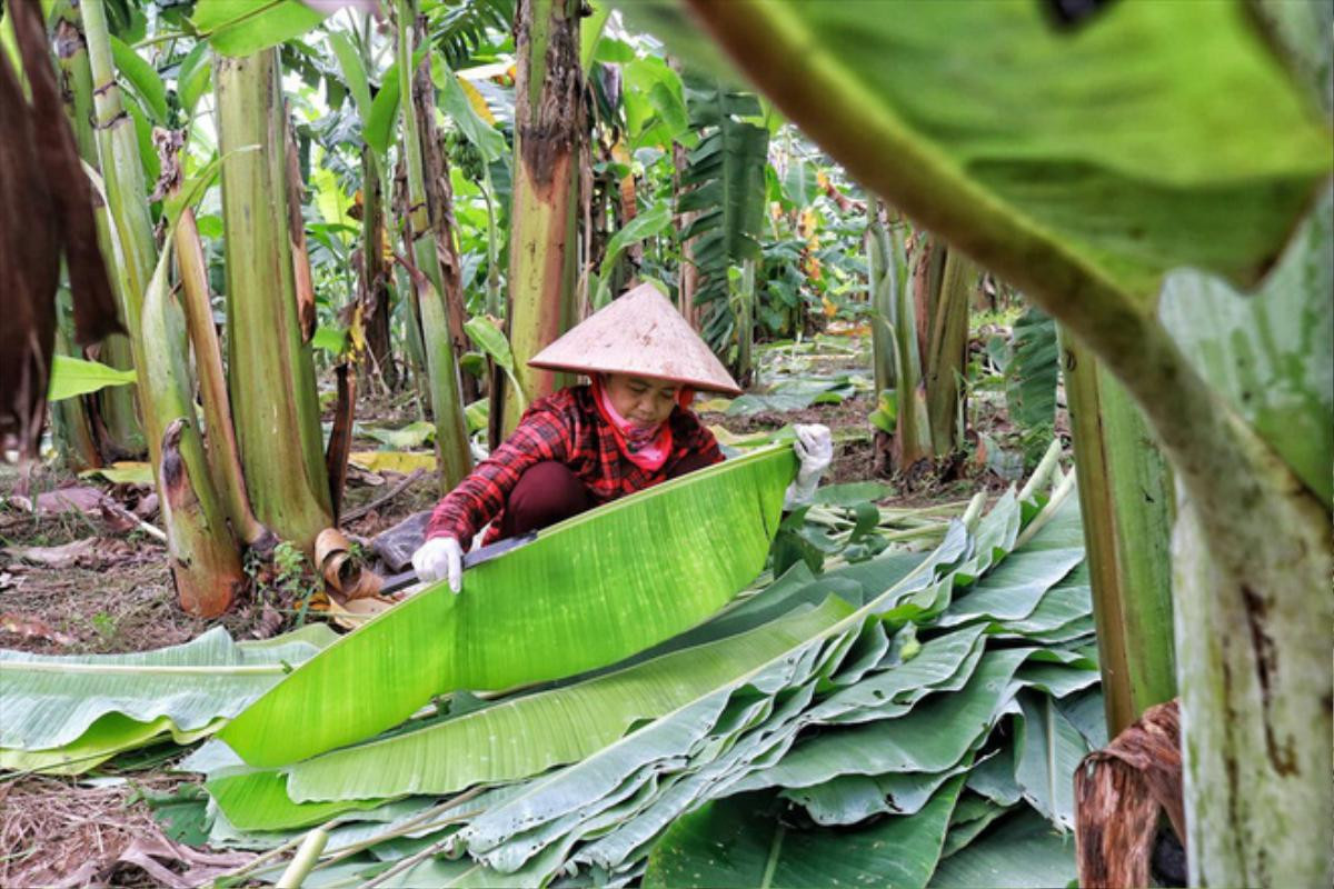 Lá chuối thay nilon, người dân kiếm bạc triệu từ nghề chặt lá chuối Ảnh 9