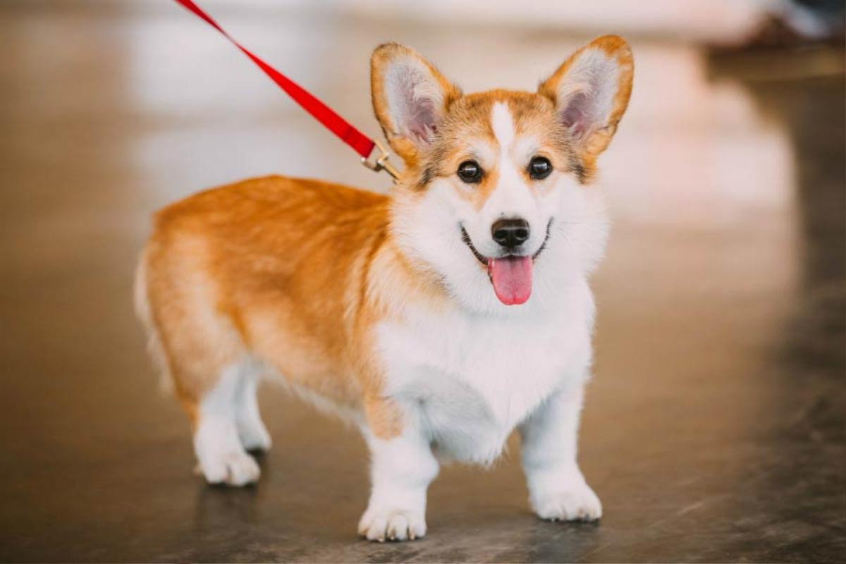 'The Queen's Corgi': Điều gì khiến bộ phim mất đi sức hút với hội yêu Corgi? Ảnh 4