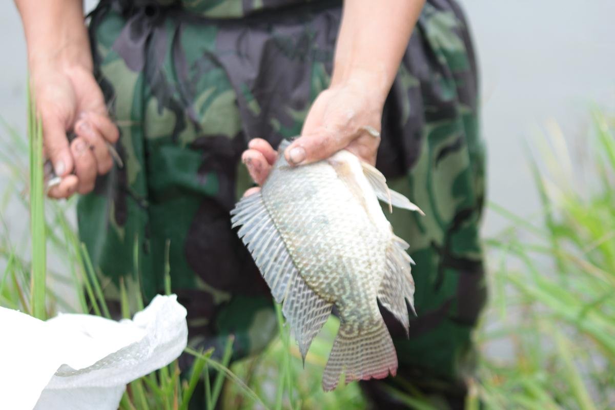 Lễ hội đánh cá Đồng Hoa: Mọi người tay nơm ào xuống vực đánh cá sau tiếng hú của trưởng làng Ảnh 5