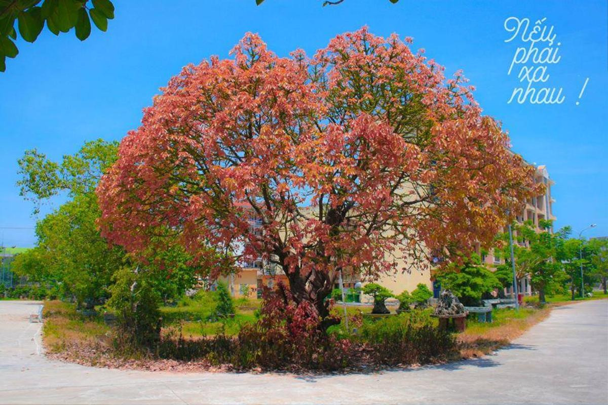 Ngây ngất trước khuôn viên Đại học Quy Nhơn quanh năm được biển xanh 'ôm ấp', sinh viên muốn 'lạc trôi' vào mãi không thôi Ảnh 6